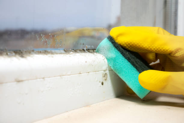 Best Certified Mold Removal  in Madison Lake, MN