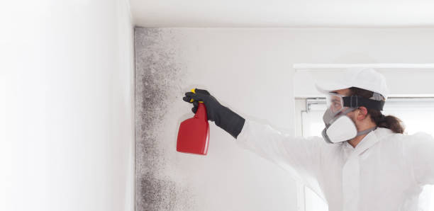 Best Mold Cleaning Services  in Madison Lake, MN
