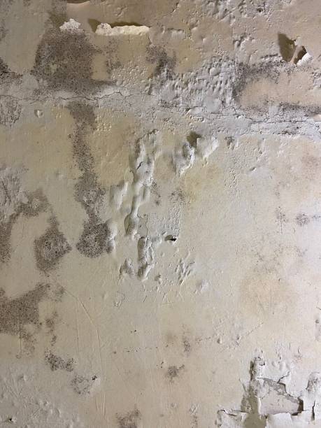 Best Commercial Mold Removal  in Madison Lake, MN
