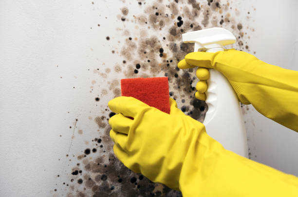 Best Mold Testing  in Madison Lake, MN