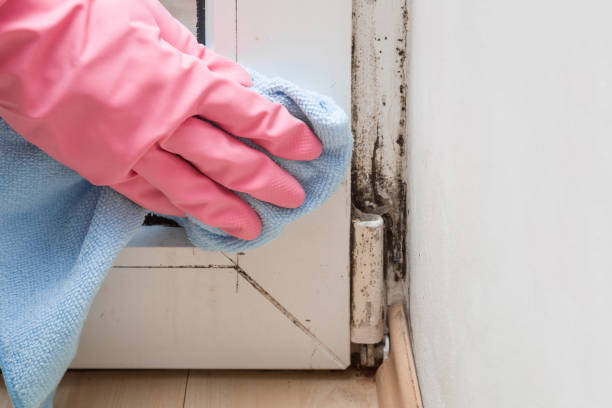 Mold Removal Process in Madison Lake, MN